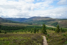 Climbing away from Glen Feshie, and gratifying to see the regeneration doing the same