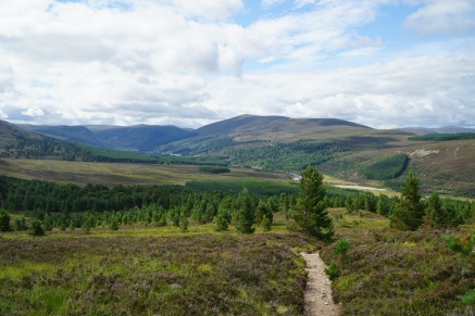 Climbing away from Glen Feshie, and gratifying to see the regeneration doing the same