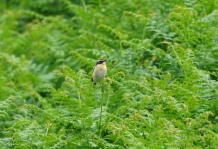 Whinchat - the distinctive stripe above the eye is the defining feature