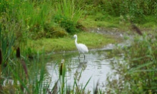Little egret, Upton Warren