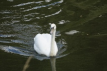 Mute swan, River Severn