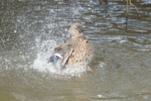 Female mallard enjoying a splash