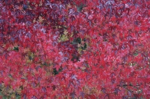 Autumn reds, Wyre Forest