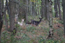 Group of deer, watching from a safe distance