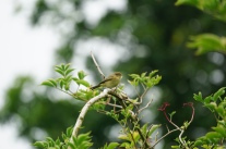 Wood warbler, Wyre Forest